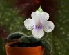 Micro Mini Sinningia JUNG'S VIOLET HEART